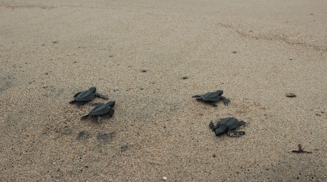 Release hatchlings into the ocean