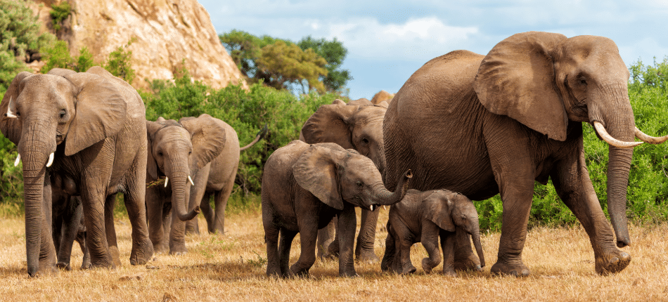 Discover Botswana: A Teen Wildlife Adventure