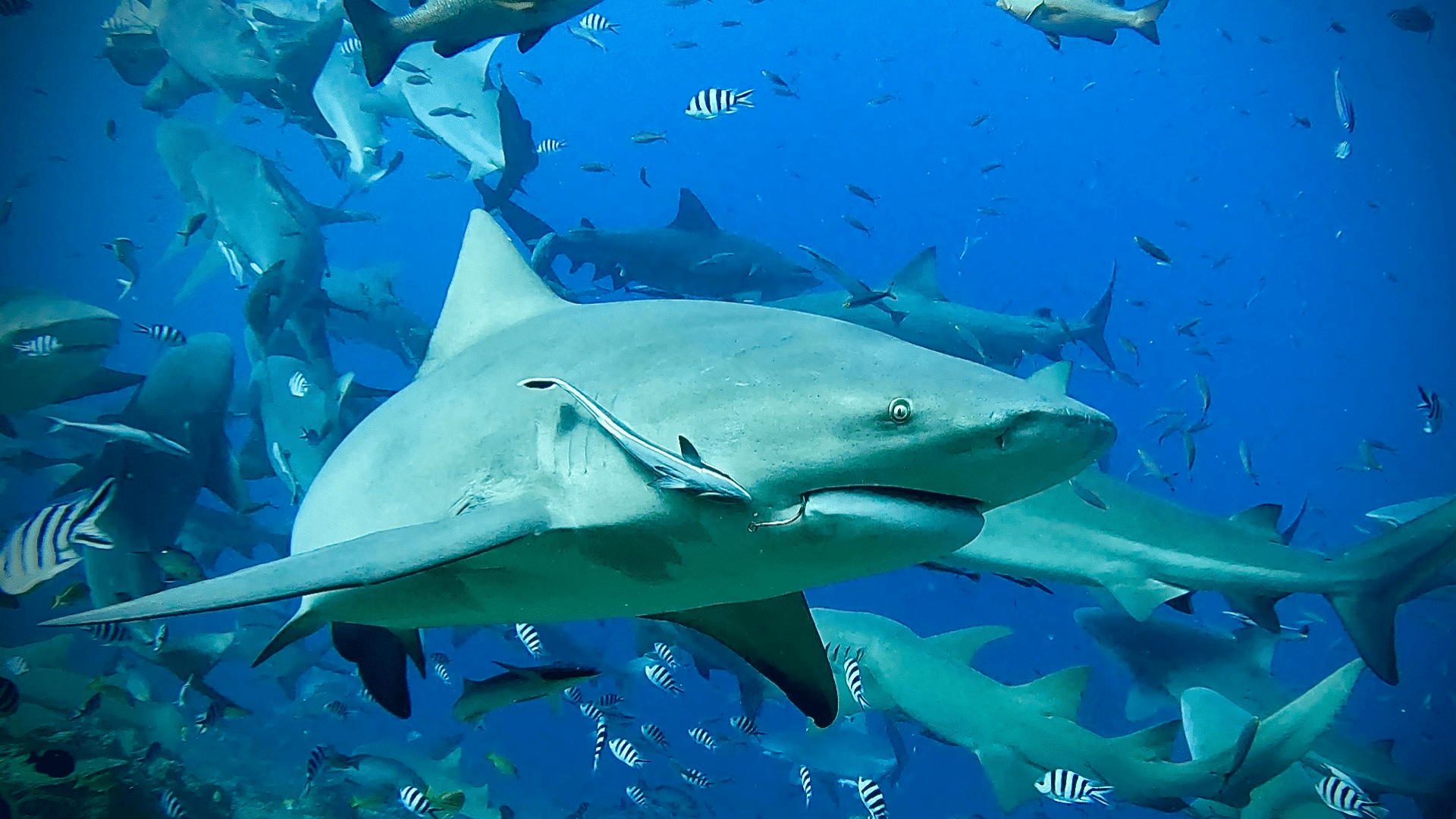 Why sharks are vital for our oceans and how you can become a volunteer shark conservationist