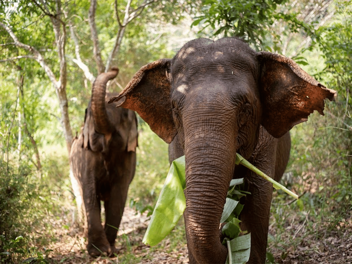 A close-up view of an Asian elephant looking forward while holding a large green banana leaf in its trunk. Another elephant stands in the background with its trunk raised, surrounded by a sunny, dense forest trail.