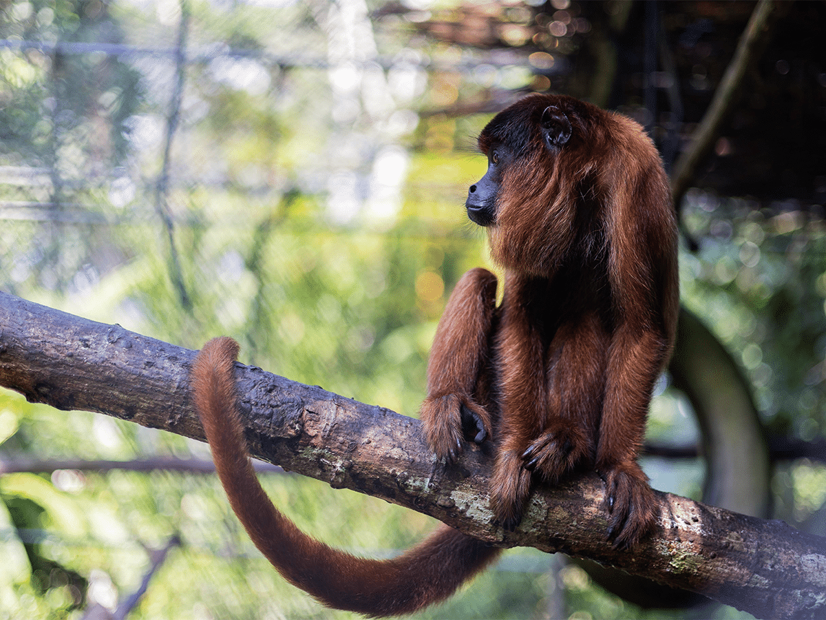 A reddish-brown howler monkey sits perched on a thick, horizontal tree branch, looking off to the left in profile. Its long, curved tail hangs down from the branch against a softly blurred green forest background.